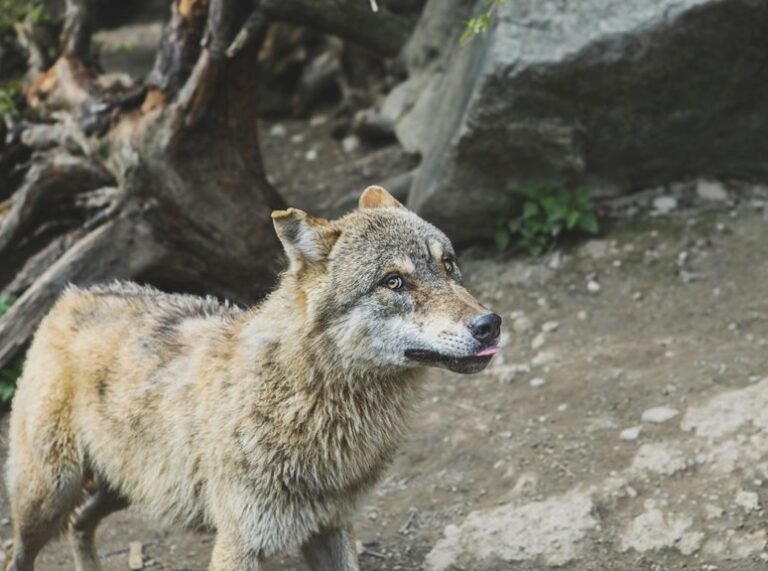 alpha stream dynamics analysis