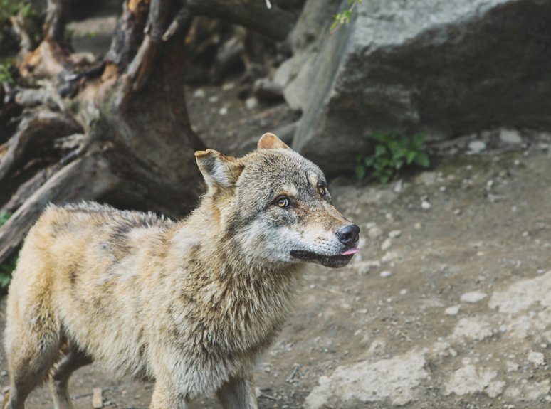 alpha stream dynamics analysis